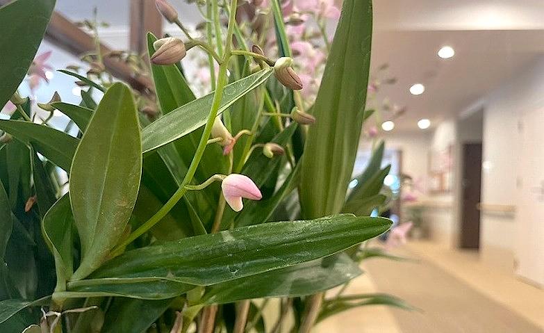 新しいお花が加わりました