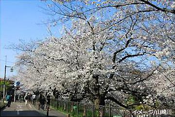 山崎川