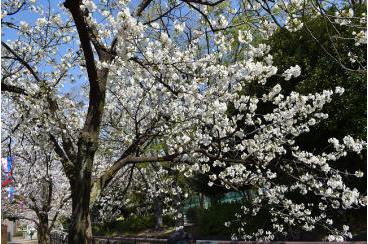 「グランダ武蔵小杉」初めてのお花見画像1