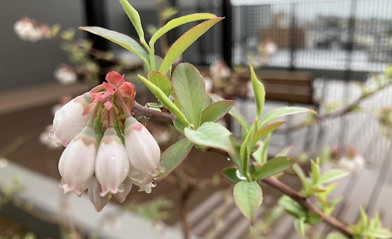 ブルーベリーのお花が咲きました