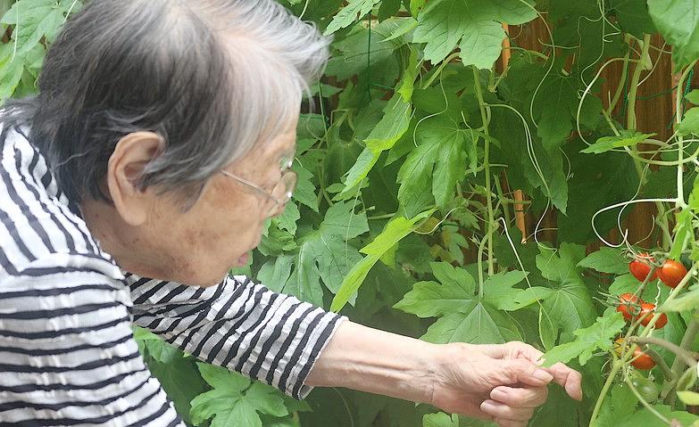 夏野菜を育てよう！～収穫編～