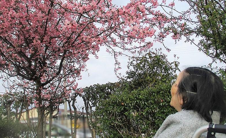 桜を見に行こう！
