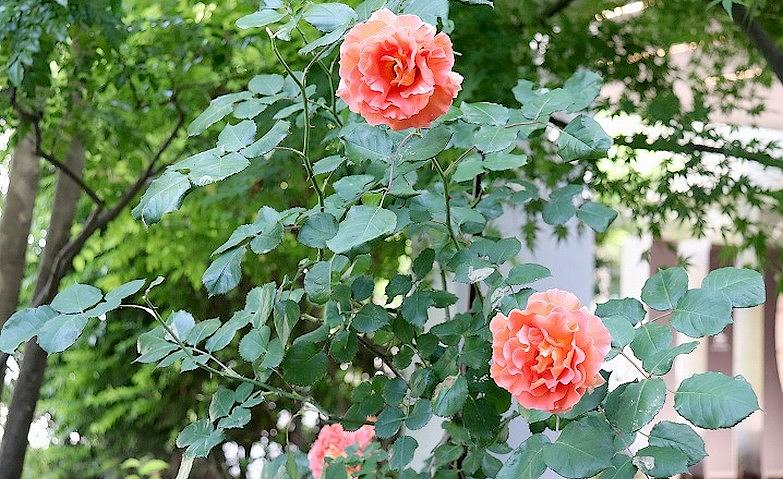 「アリア上井草」に咲く薔薇			