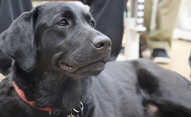 犬とのふれあい開催！