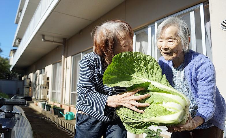 大きな白菜がとれました！