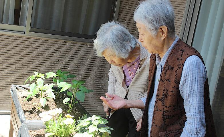 植物の観察			