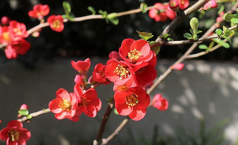 春のおとずれを感じる花