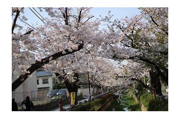 ～桜の美しさの余韻に浸る～