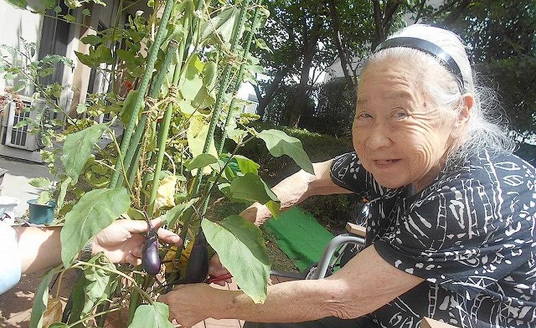 豊作！夏野菜の収穫			