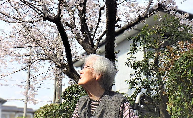 見上げれば桜
