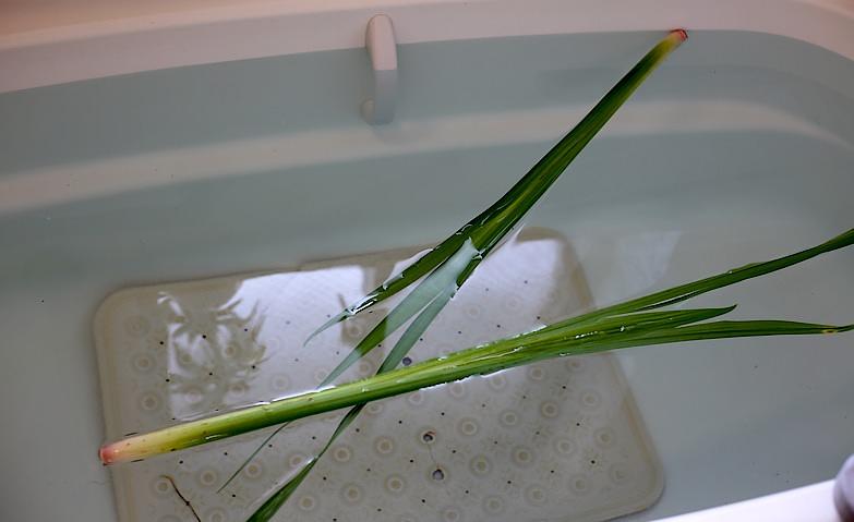 菖蒲湯