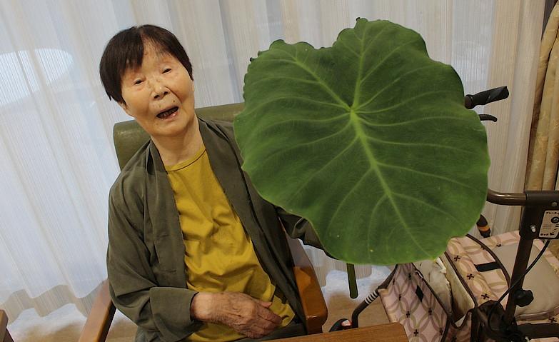 サトイモの葉っぱと