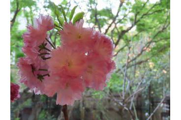 お花見用の桜をいただきました画像3