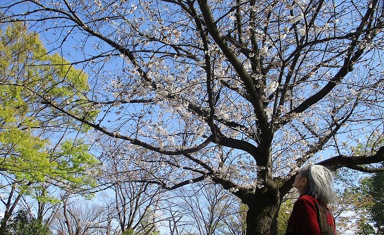 お花見
