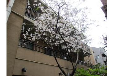 桜の季節画像5