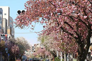 桜新町駅前桜並木（2015年3月撮影）