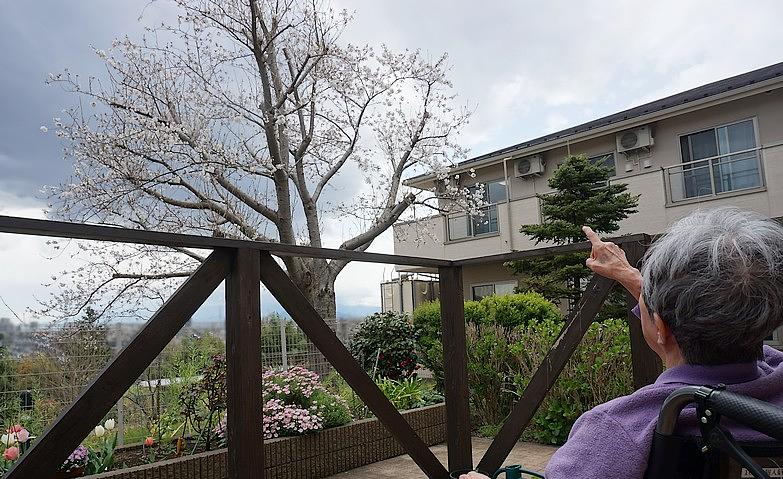 ウッドデッキの桜が咲きました！