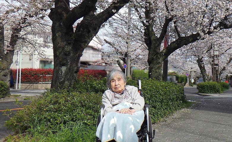 美しき桜並木の下で