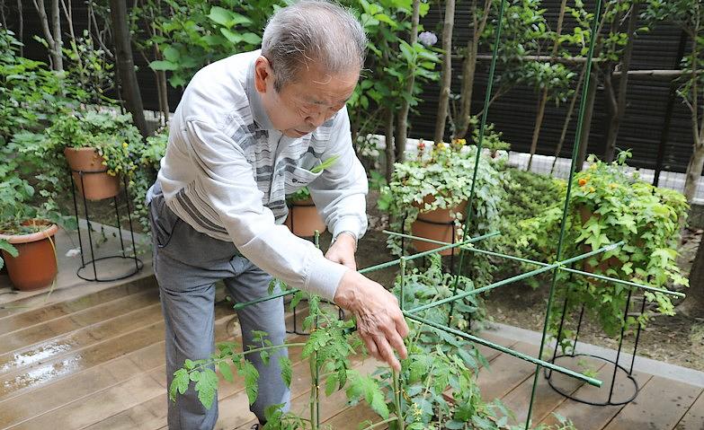 トマトを植えました～トマト栽培成長記録～