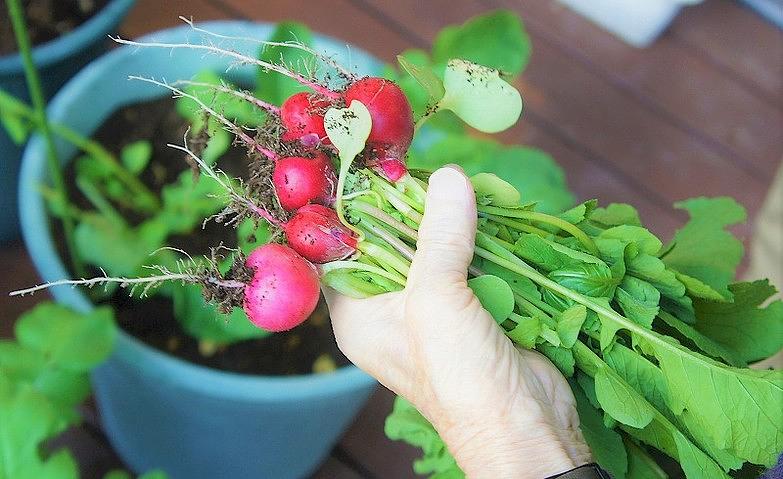 ラディッシュを収穫しました！