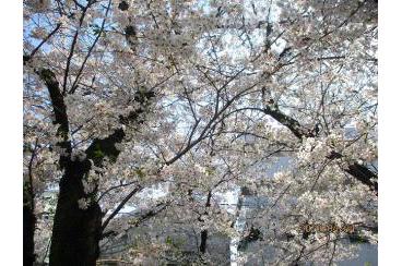 山崎川　満開の桜