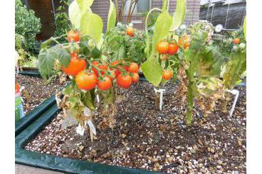 トマトの植え替え