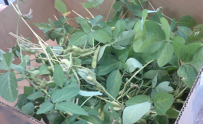 夏の収穫祭～枝豆の収穫～