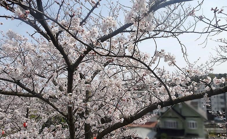 桜並木へお花見ドライブ