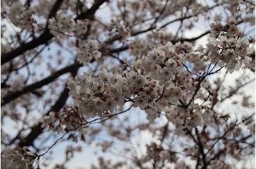 桜満開画像2