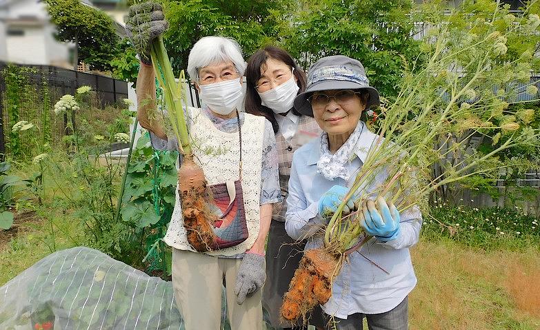 人参が大きく育ちました