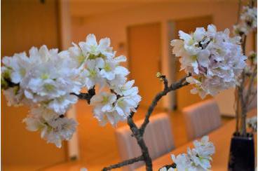 桜を愛でる画像2
