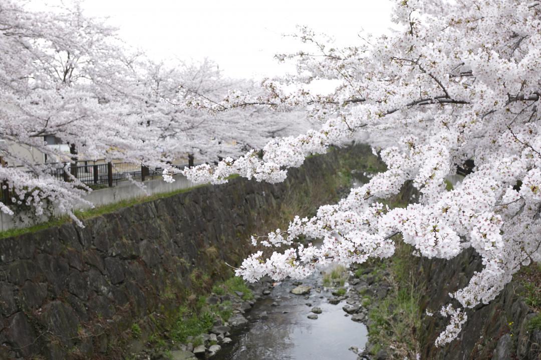 四季の道　山崎川