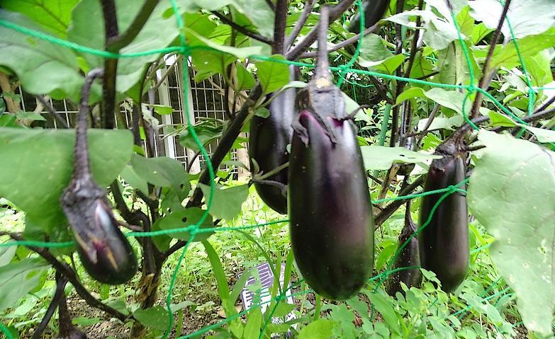 夏の訪れを感じるナスの収穫