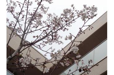 桜を彩る、春の雪。