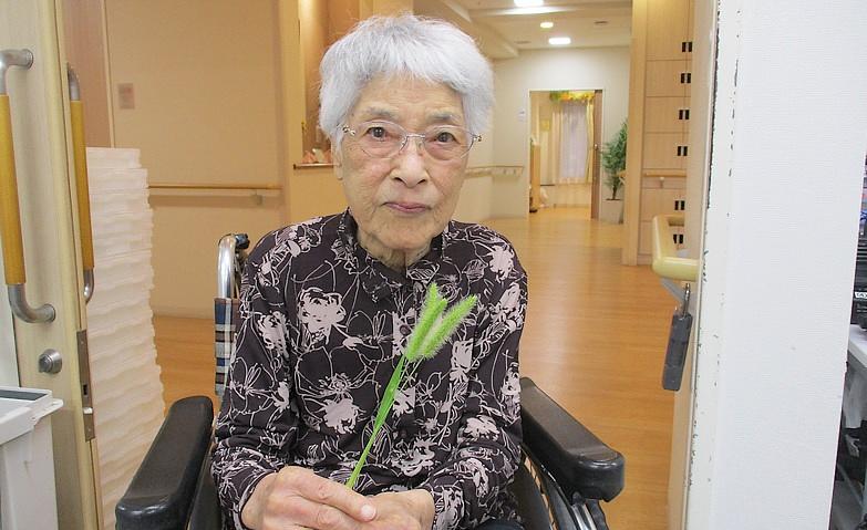 猫じゃらし、昔よく遊んだわ！