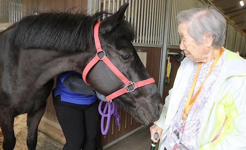 かわいいお馬さん！