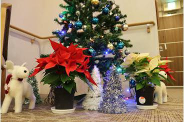 クリスマスツリーの飾りつけ画像4