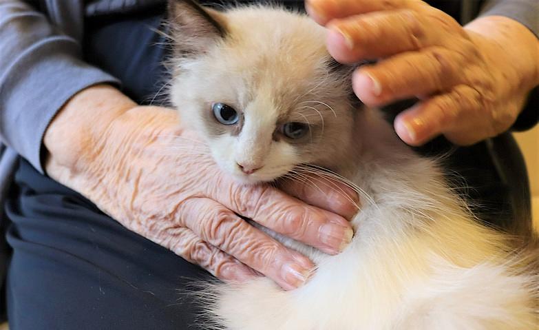 「お名前は何ですか？」