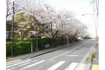鎌倉山の桜画像1