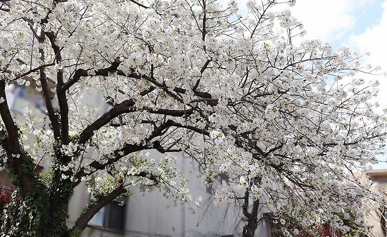 満開の桜に、春到来！