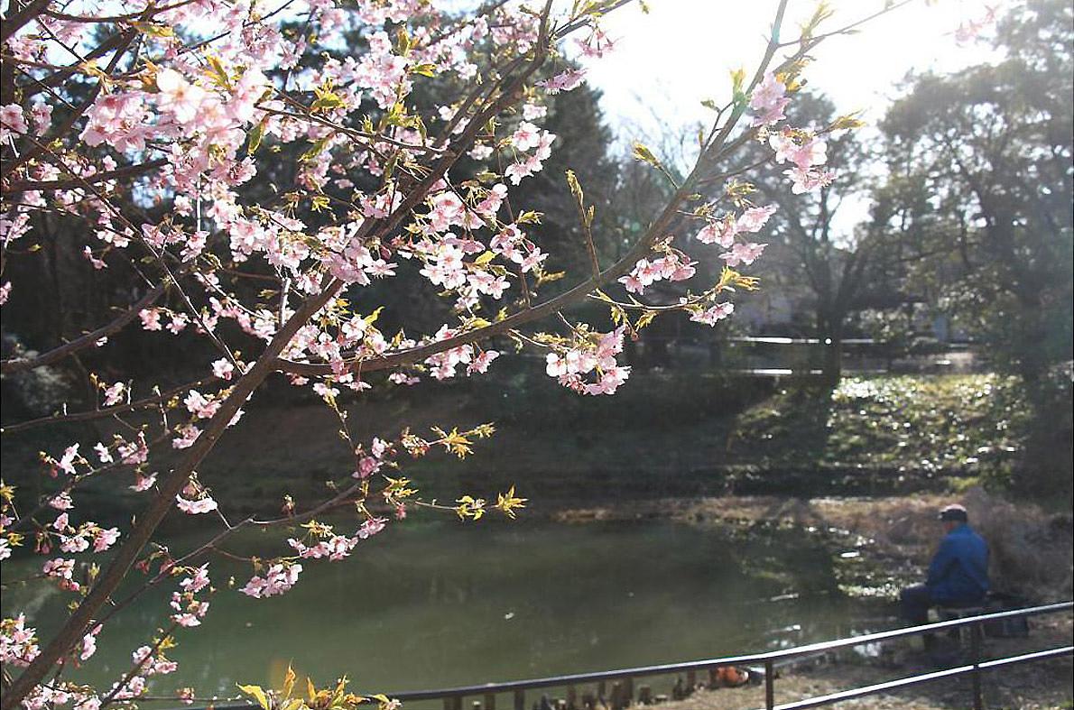 藤が丘公園