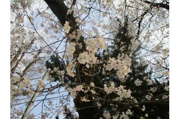 近隣の桜画像1