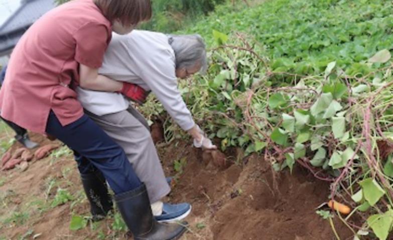 サツマイモの収穫