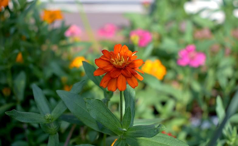 待ち焦がれた開花