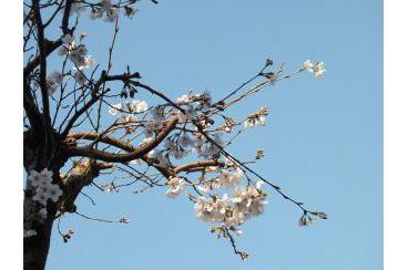 中庭の桜が咲き始めました画像1