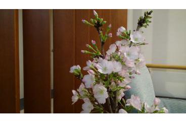 桜盆栽開花宣言画像2