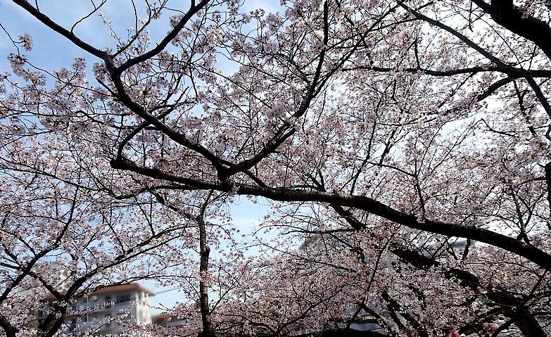 桜満開！