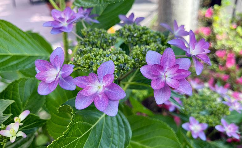 紫陽花が見ごろになりました		