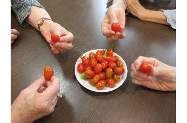 トマトの収穫画像2
