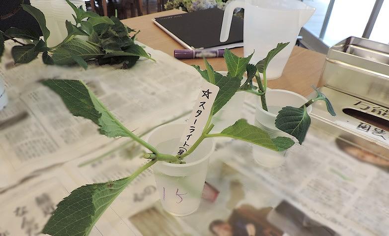 名前を付けて育てるアジサイ